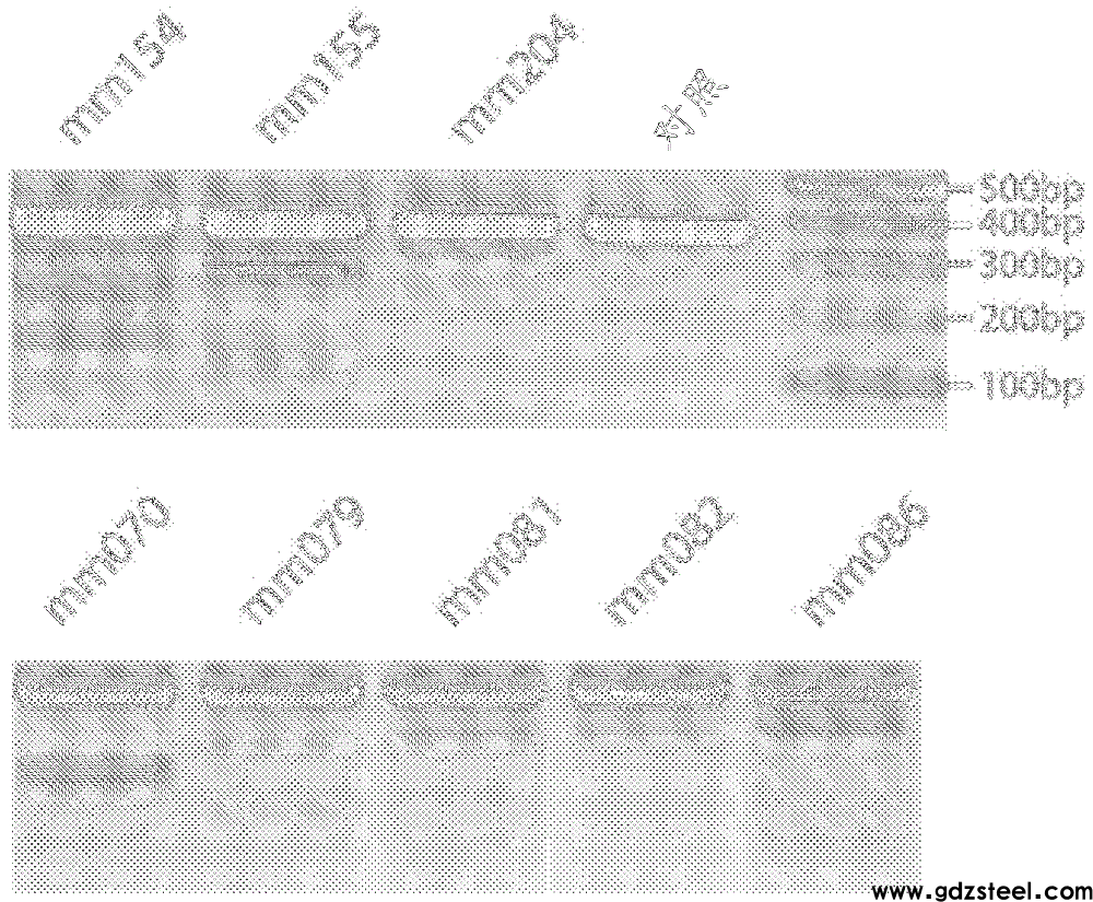 用于治疗视网膜变性的基于CRISPR/CAS9的组合物和方法与流程